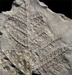 Eusphenopteris hollandica